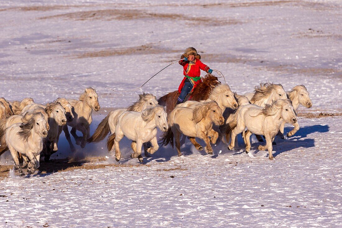 China, Innere Mongolei, Provinz Hebei, Zhangjiakou, Bashang-Grasland, mongolische Reiter führen eine Gruppe von Pferden auf einer schneebedeckten Wiese