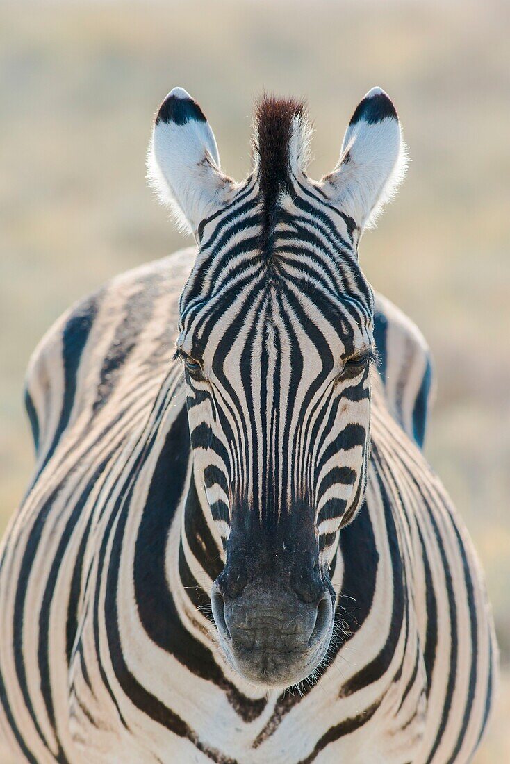 Namibia, Provinz Oshana, Etosha-Nationalpark, Steppenzebras