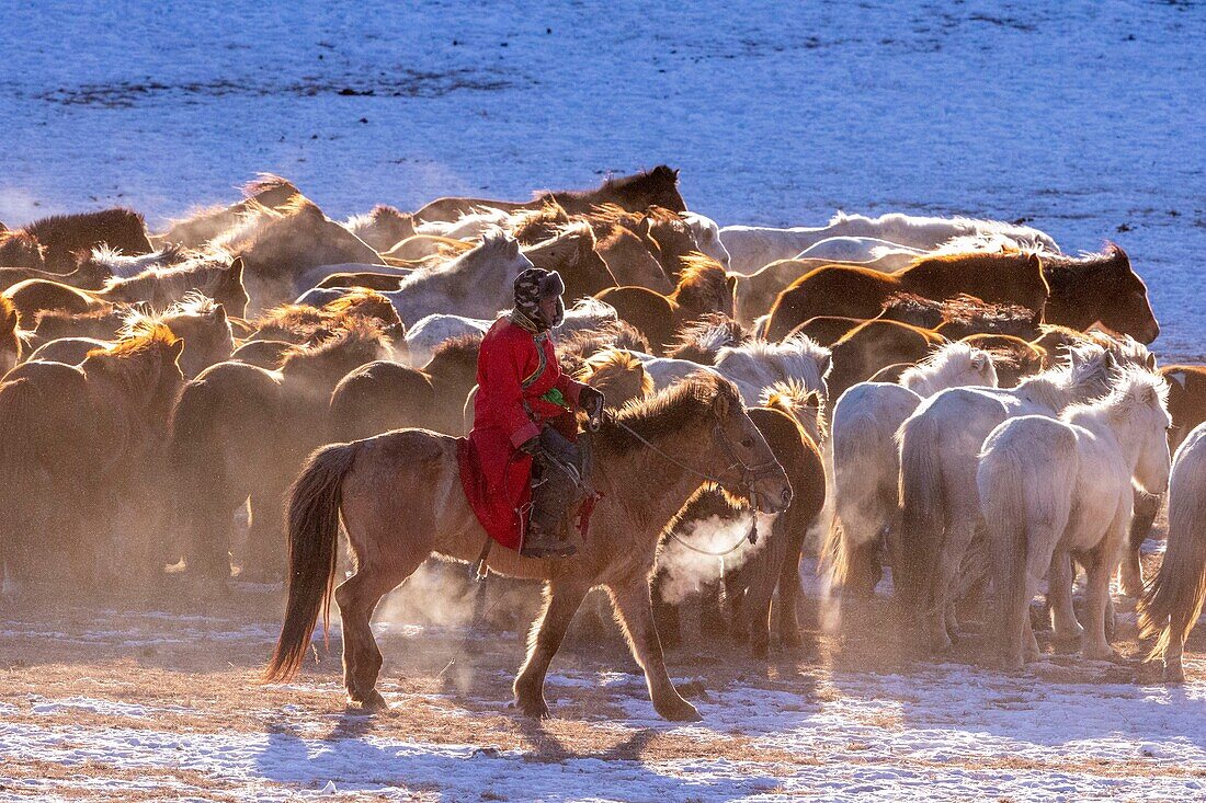 China, Inner Mongolia, Hebei Province, Zhangjiakou, Bashang Grassland, Mongolian horsemen lead a troop of horses running in a meadow covered by snow