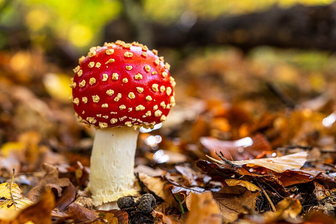 Frankreich, Somme, Crecy en Ponthieu, Wald von Crecy, Waldpilze, Amanita muscaria