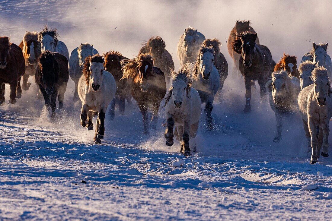 China, Innere Mongolei, Provinz Hebei, Zhangjiakou, Bashang-Grasland, mongolische Reiter führen einen Trupp von Pferden an, die auf einer schneebedeckten Wiese laufen