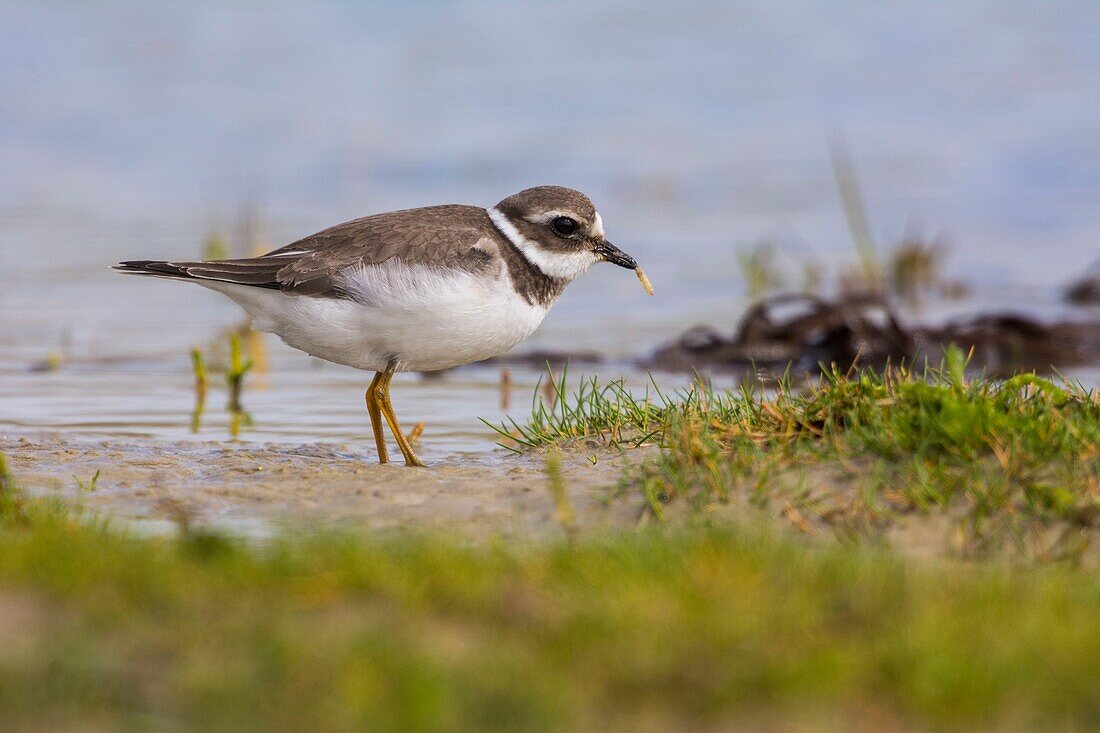 France, Somme, Somme Bay, Le Crotoy, Crotoy marsh, Common Ringed Plover ( Charadrius hiaticula )