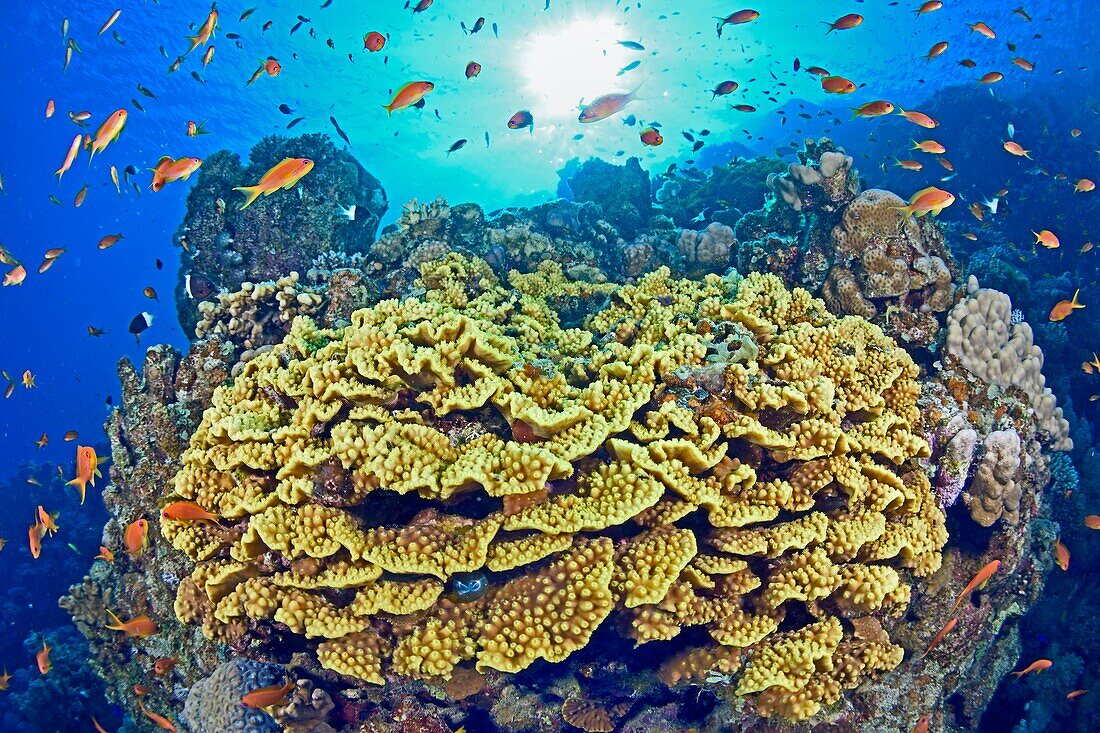 Egypt, Red Sea, a salad-coral (Turbinaria reniformis)