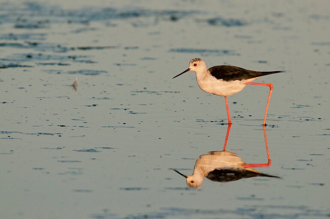 France, Somme, Somme Bay, Le Crotoy, Le Crotoy Marsh, Black-winged Stilt(Himantopus himantopus)