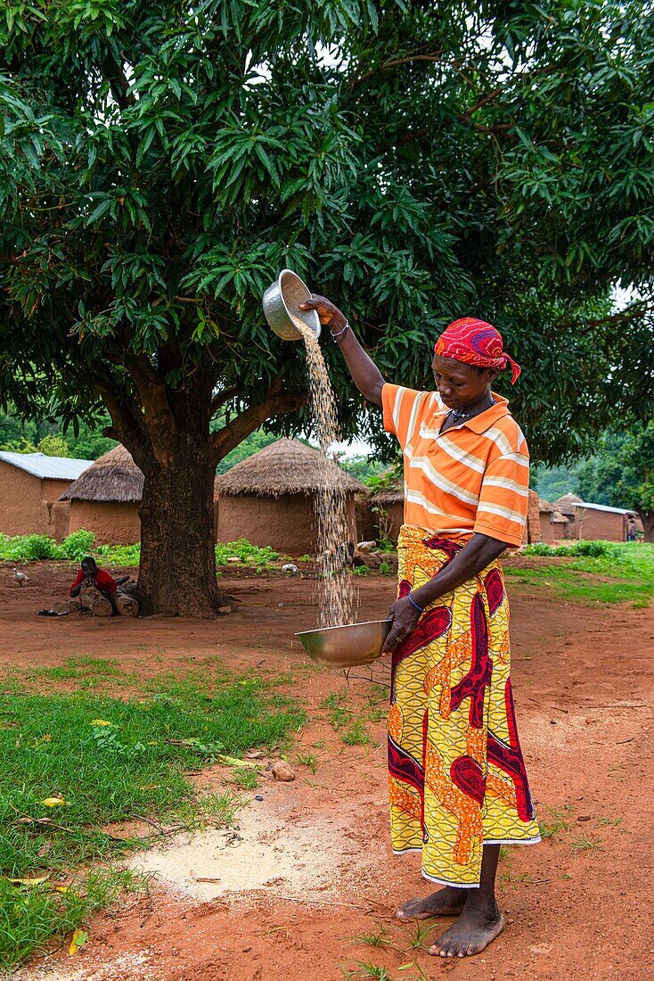 Benin, Nördlicher Distrikt, Region Atacora-Gebirge, Tanguiéta, Frau beim Jäten von Hirse