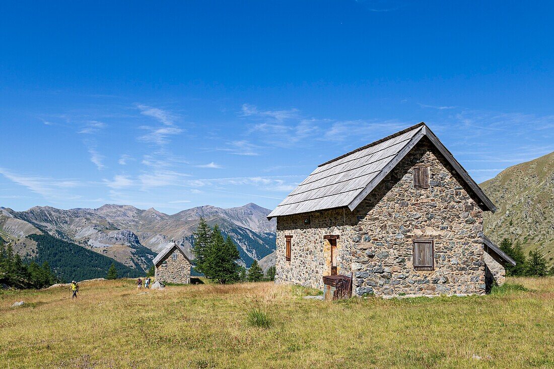 France, Alpes-Maritimes, Mercantour National Park, the forest houses of Tortisse (2252m)