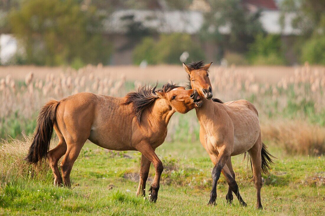 France, Somme, Baie de Somme, Le Crotoy, Friendly jousts between Henson horses in the marshes, this breed was created in the Bay of Somme for equestrian walk and eco-grazing