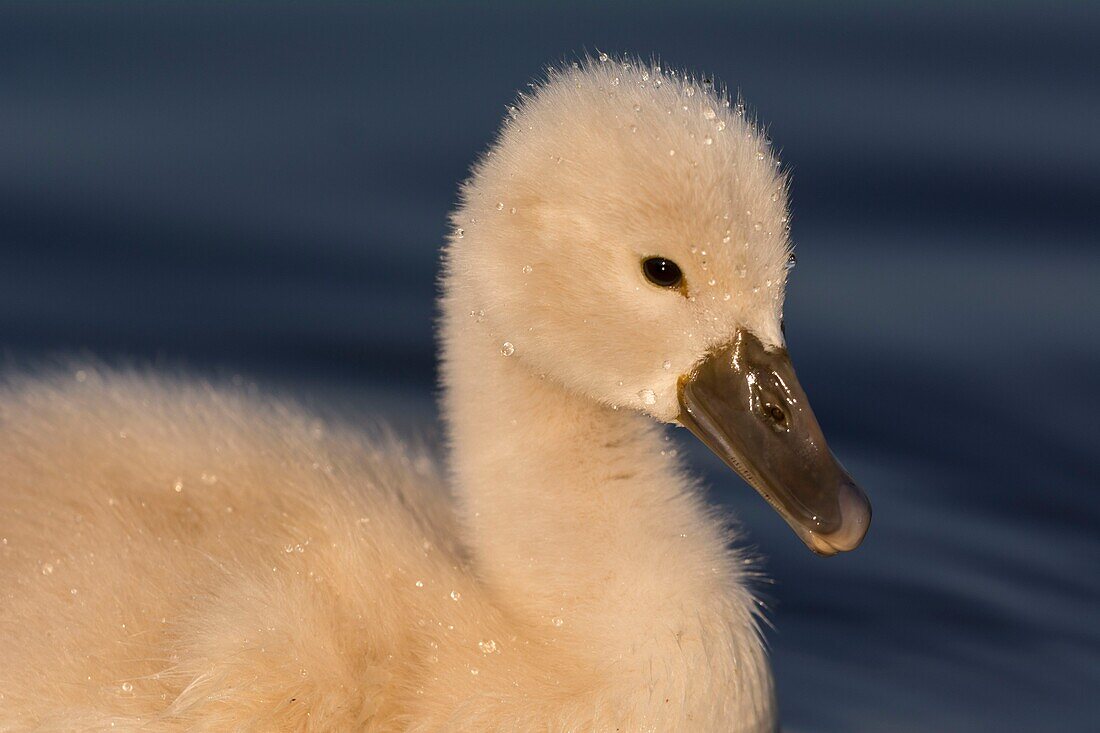 France, Somme, Somme Bay, Le Crotoy, Crotoy Marsh, juvenile mute Swan (Cygnus olor, Mute Swan)