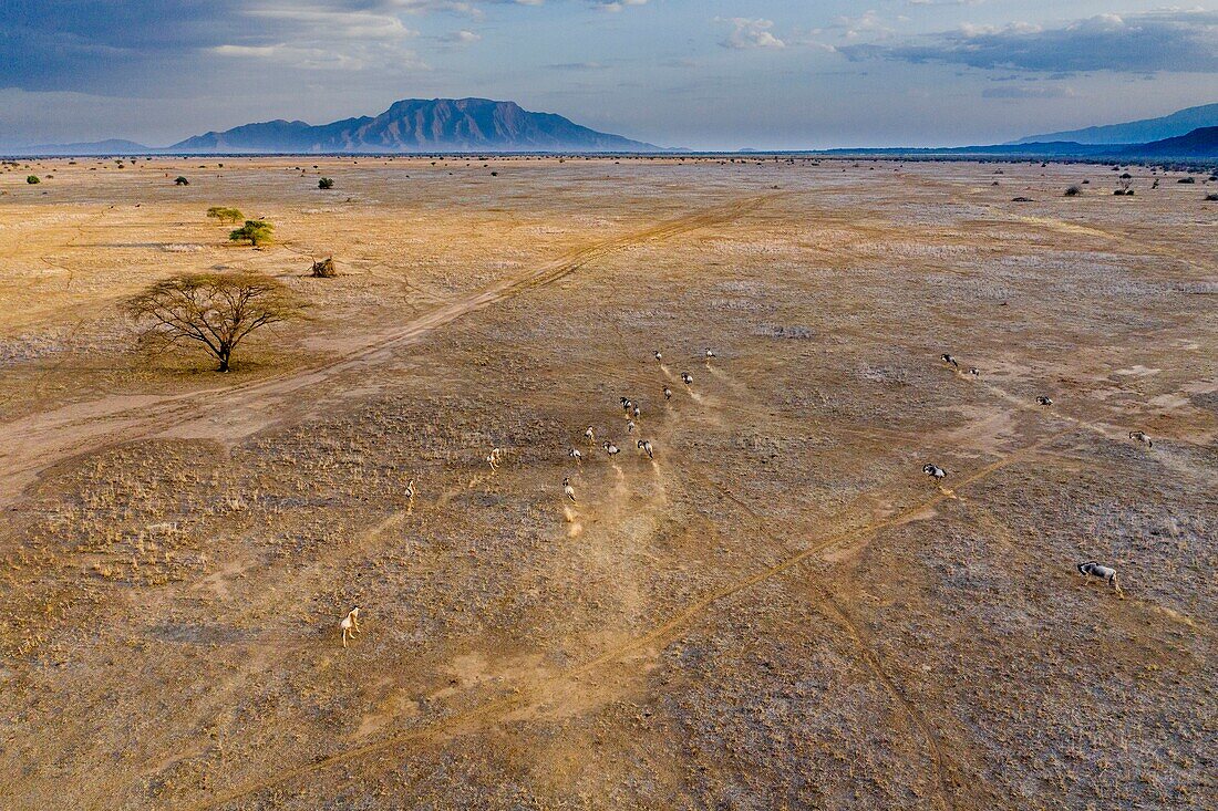 Kenia, Landschaft um den Magadi-See, Gnus (Connochaetes taurinus) (Luftaufnahme)