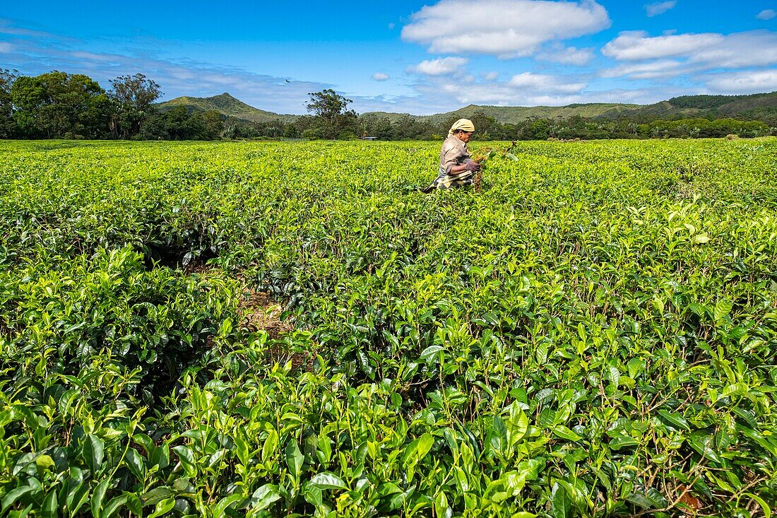 Mauritius, Savanne district, Grand Bois, Domaine de Bois Chéri, the largest tea producer in Mauritius, women working in the tea plantations