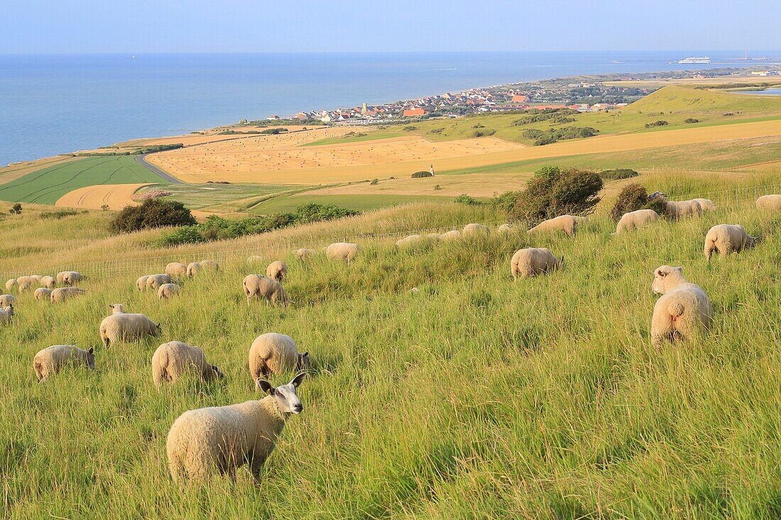 France, Pas de Calais, Escalles, Cap Blanc Nez (labeled Grand Site of France and part of the regional natural park of caps and marshes of Opal), sheep of Boulogne breed in the pastures with Sangatte in the background