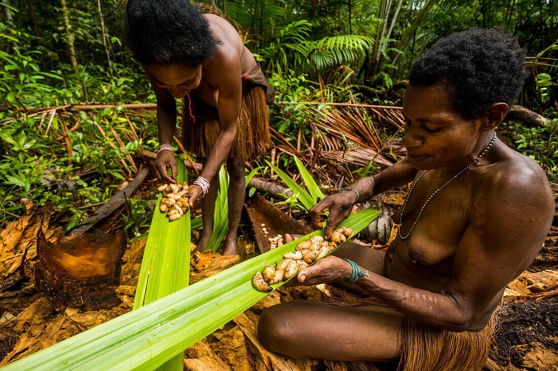 Indonesien, West Papua, Mabul, Korowai-Expedition, Aufsammeln von saftigen Palmistenlarven, ein köstliches Gericht