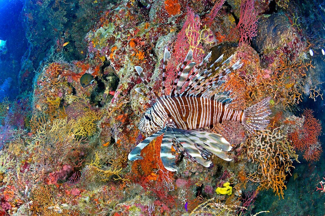 Ägypten, Rotes Meer, ein Korallenriff mit einem Rotfeuerfisch (Pterois volitans oder Pterois miles)