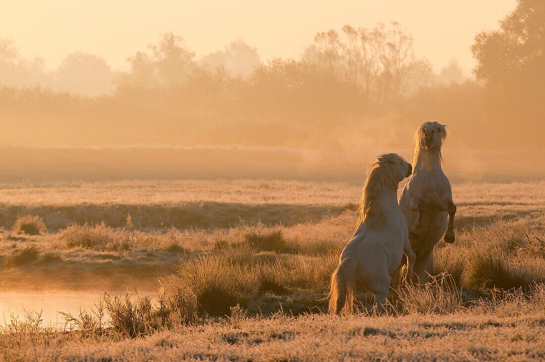 France, Somme, Bay of the Somme, Noyelles-sur-mer, as the day rises and the first frost has arrived, two Camargue stallions begin a series of games and chases