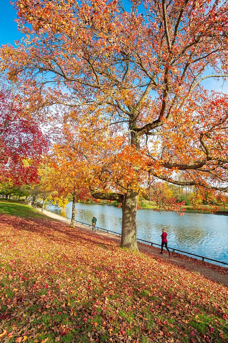 Frankreich, Paris, der Bois de Boulogne im Herbst, unterer See