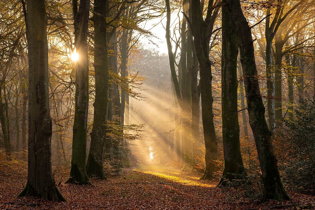 Frankreich, Somme, Crécy-en-Ponthieu, Wald von Crécy, Sonnenstrahlen im Laub der Bäume im Wald von Crécy