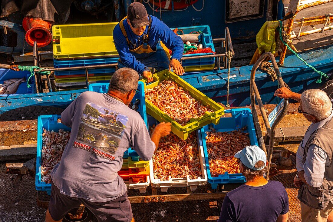 Frankreich, Finistere (29), Cornouaille, Le Guilvinec, erster Fischereihafen Frankreichs, die Rückkehr der Trawler in den Hafen, um den Fisch zu entladen und auf der Auktion zu verkaufen