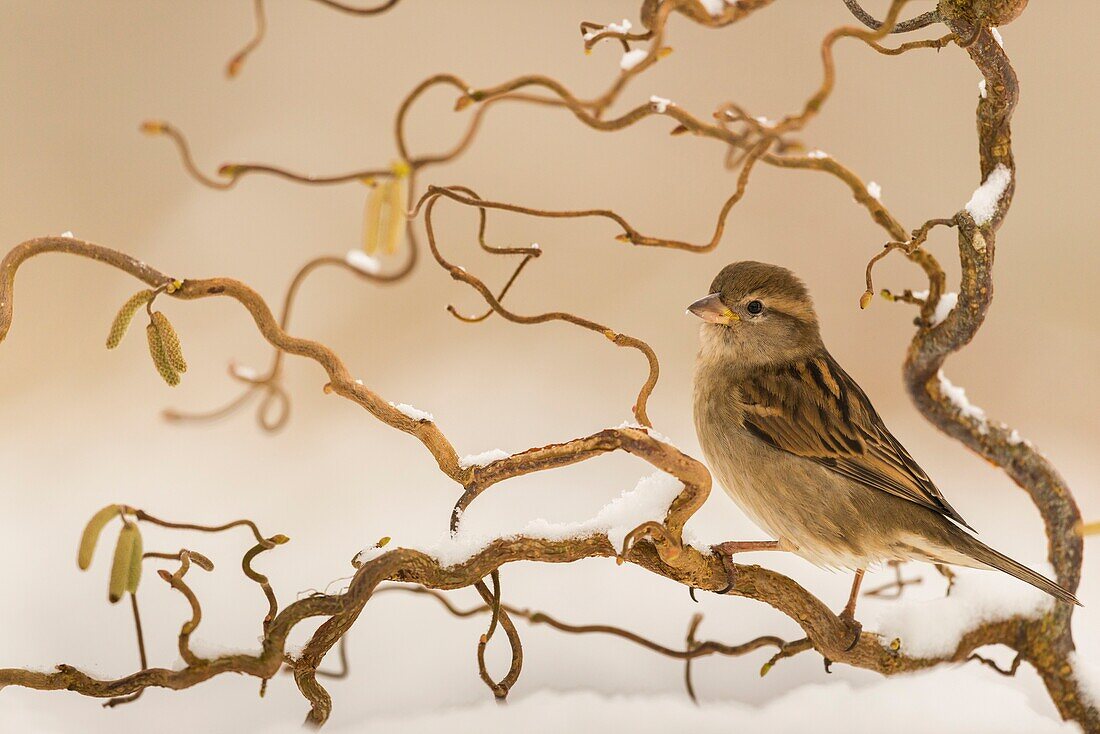 Frankreich, Somme, Crécy-en-Ponthieu, Haussperling (Passer domesticus)