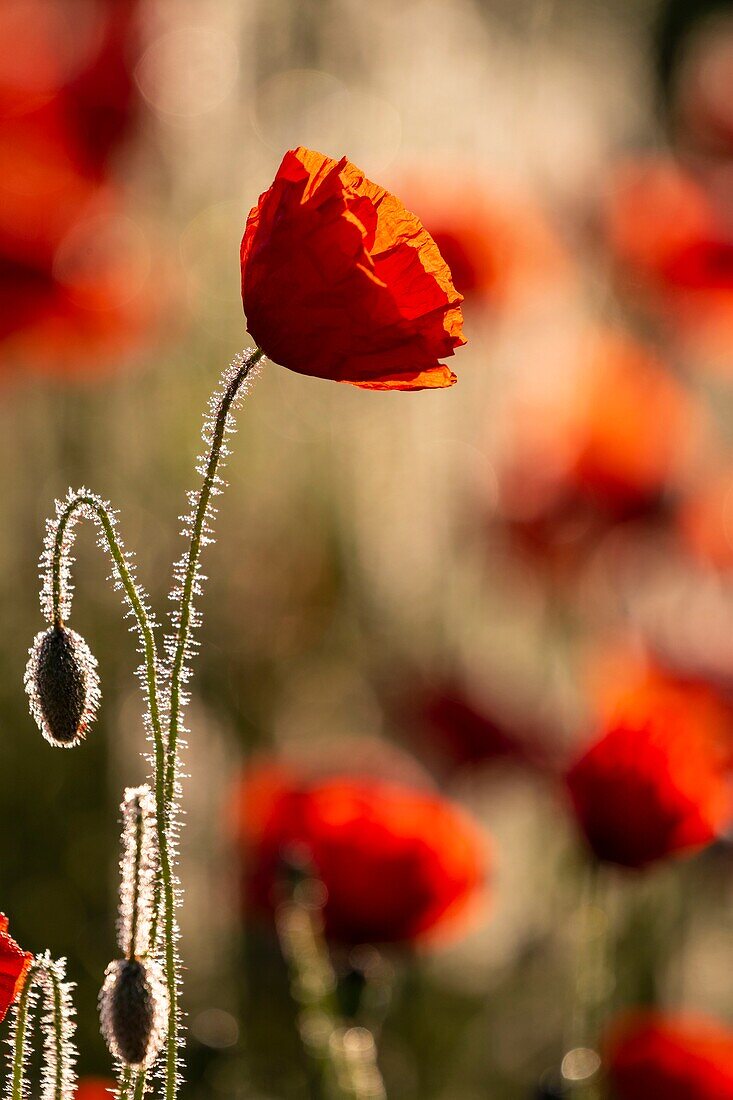 France, Somme, Baie de Somme, Saint-Valery-sur-Somme, Poppies (Papaver rhoeas)