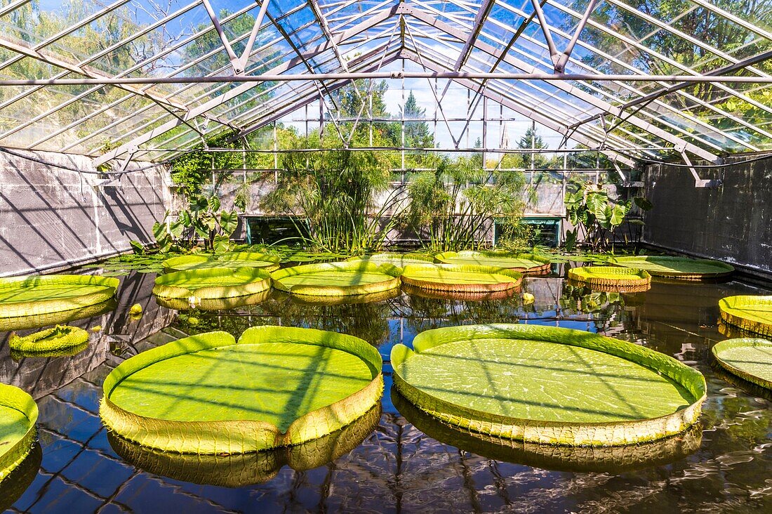 France, Lot et Garonne, Le Temple-sur-Lot, Latour-Marliac water lily garden, the Amazonian Victoria or Giant water lily (Victoria amazonica)