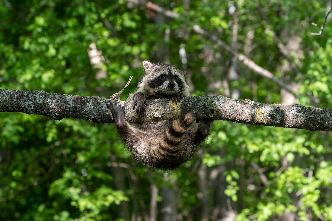 United Sates, Minnesota, Raccoon (Procyon lotor), in a tree, captive