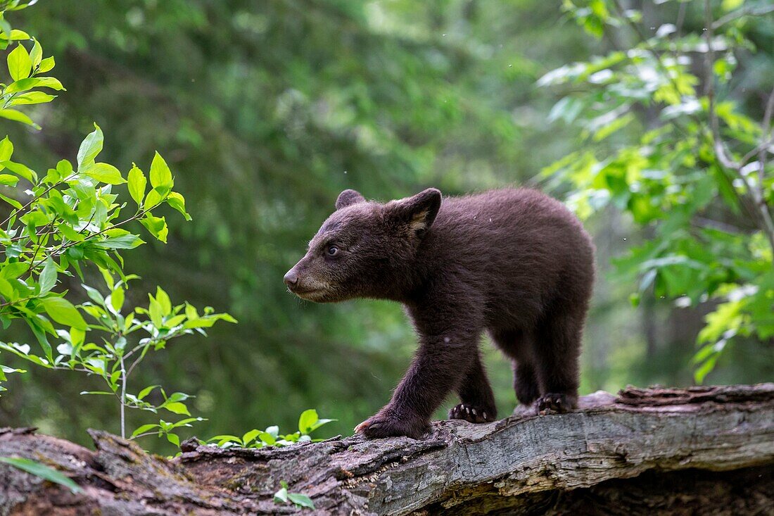 United States, Minnesota, Baby black bear (Ursus americanus), captive