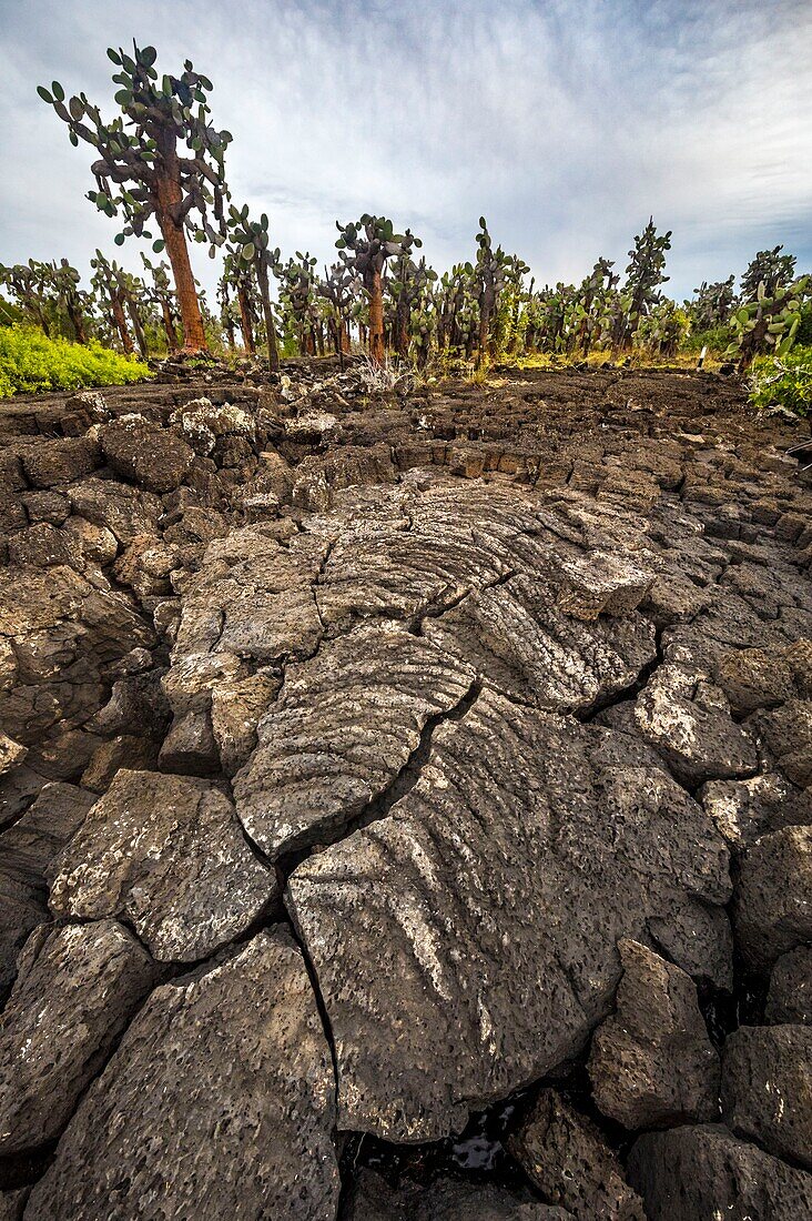 Ecuador, Galapagos-Archipel, von der UNESCO als Welterbe eingestuft, Insel Santa Cruz, Bucht von Tortuga, vulkanische Formationen (mit versteinerter Lava bedeckt) am Rande des Mangroven- und Opuntia-Kaktuswaldes (Opuntia sp) bei Sonnenuntergang Sonne