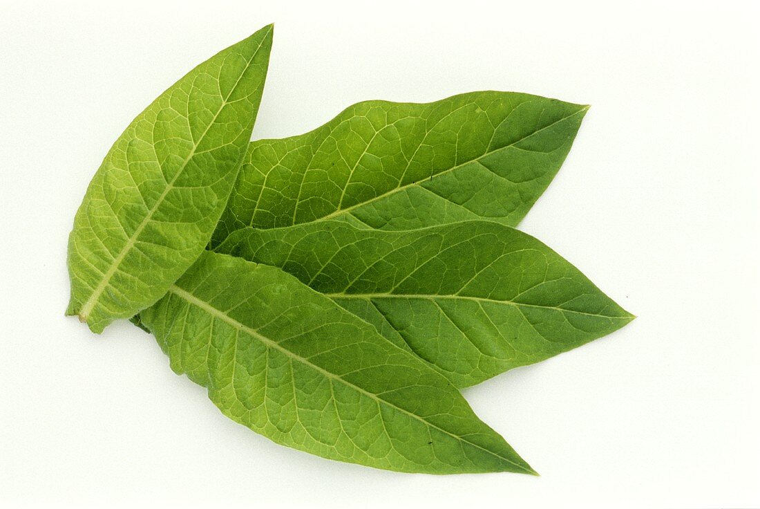 Four tobacco leaves