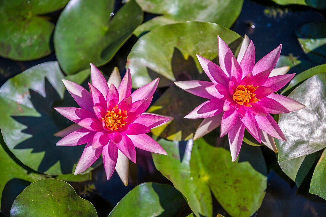 France, Lot et Garonne, Le Temple-sur-Lot, Latour-Marliac water lily garden, tropical day water lily (Nymphaea Bull's Eye)