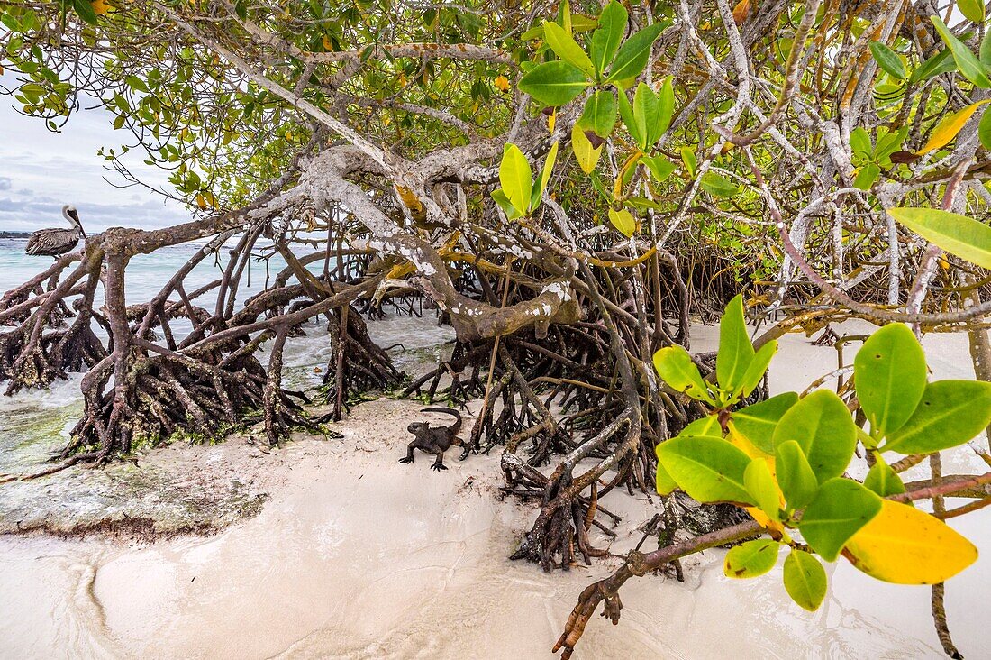 Ecuador, Galápagos-Archipel, Weltnaturerbe der UNESCO, Insel Santa Cruz, Tortuga Bay, Meeresleguan (Amblyrhynchus cristatus) in den Mangroven