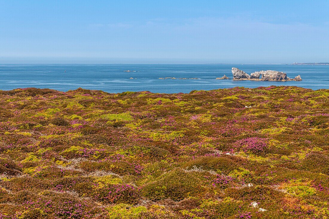 France, Finistère (29), Cornouaille, Crozon Peninsula, Camaret-sur-Mer, Pen-Hir Point in the Iroise Sea, the heather forms beautiful colorful carpets