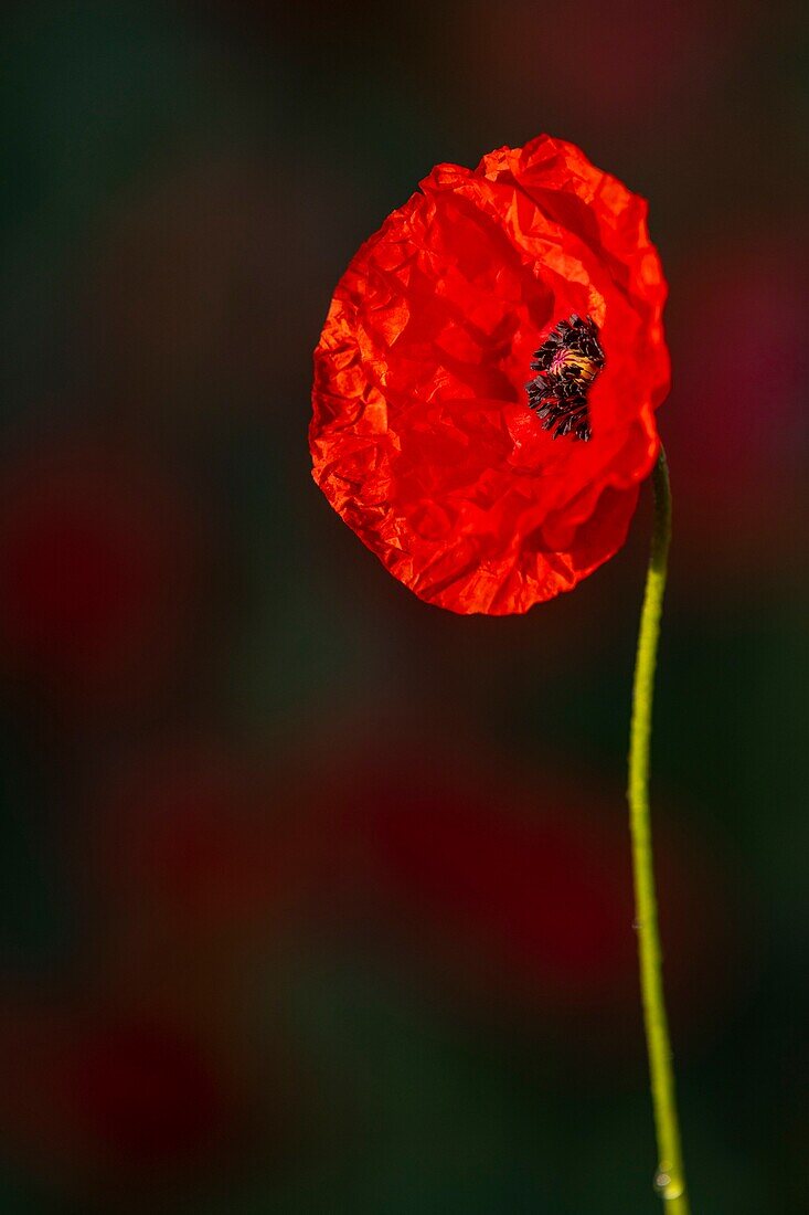 France, Somme, Baie de Somme, Saint-Valery-sur-Somme, Poppies (Papaver rhoeas)