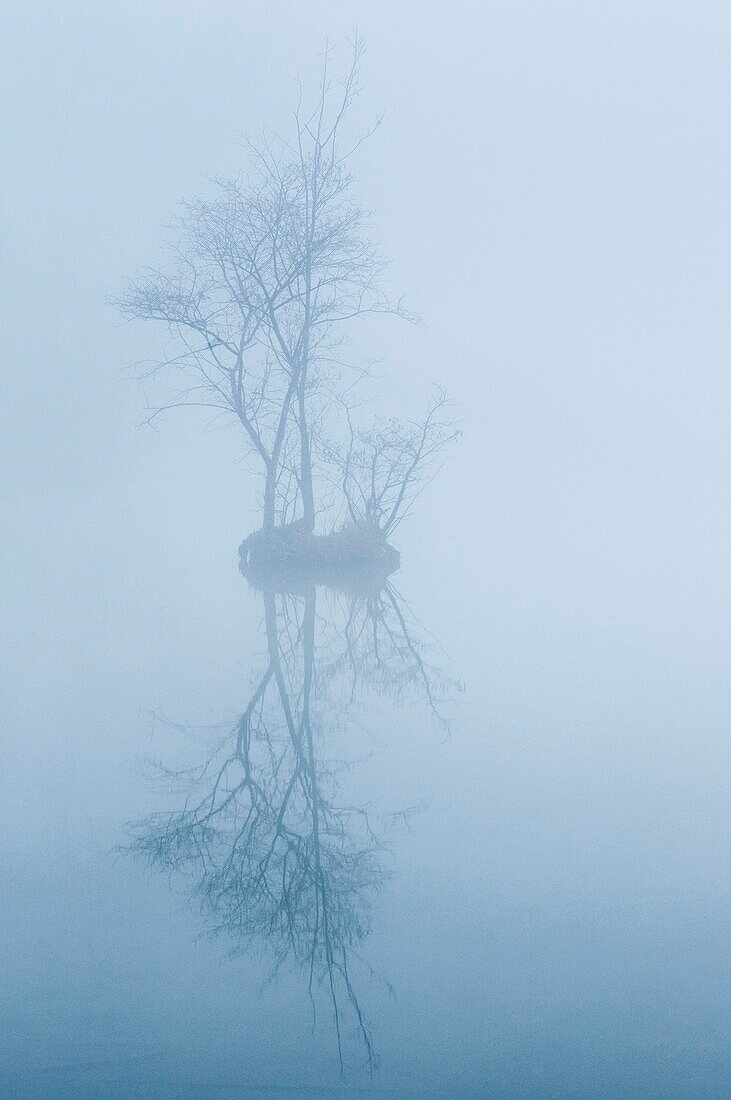 France, Somme, Somme Valley, Longpré-les-Corps-Saints, The marshes of the Somme in the fog, the thick mist transforms the trees into ghostly silhouettes