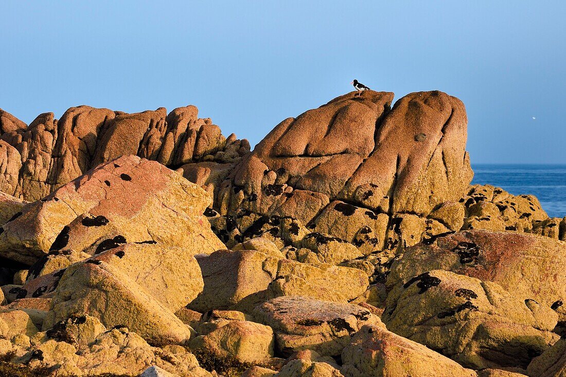 Vereinigtes Königreich, Kanalinseln, Jersey, La Corbière, Austernfischer (Haematopus longirostris) auf einem Felsen sitzend