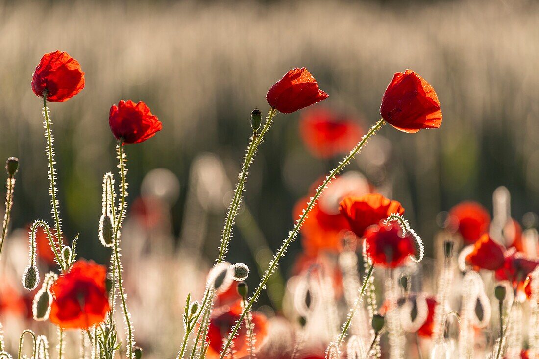 Frankreich, Somme, Baie de Somme, Saint-Valery-sur-Somme, Mohnblumen (Papaver rhoeas)