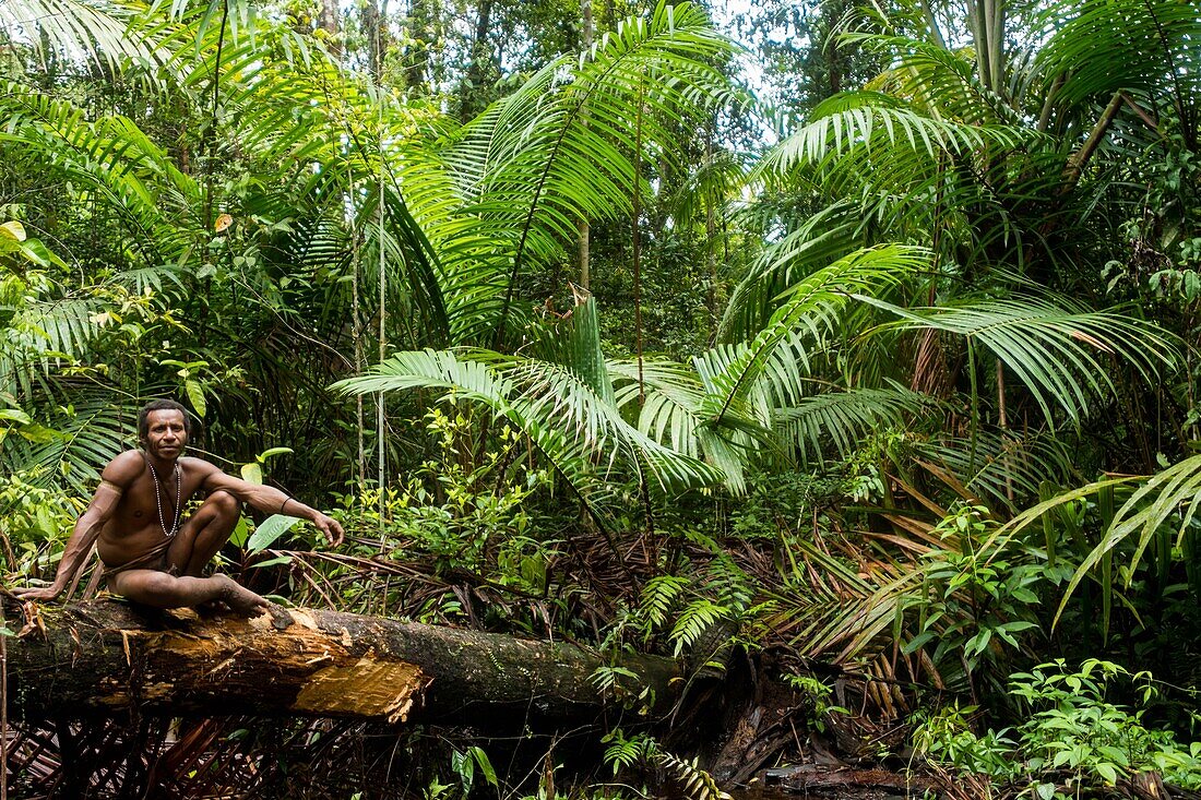 Indonesien, West Papua, Mabul, Korowai-Expedition, Sammeln von saftigen Palmistenlarven, ein köstliches Gericht