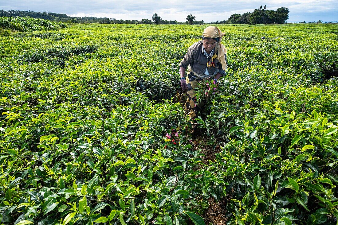 Mauritius, Bezirk Savanne, Grand Bois, Domaine de Bois Chéri, der größte Teeproduzent auf Mauritius, Frauen arbeiten in den Teeplantagen