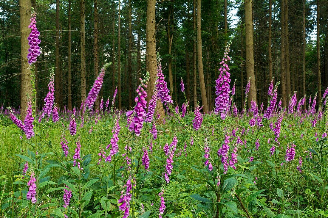 Frankreich, Somme, Crécy-en-Ponthieu, Forêt de Crécy, Reichtum an Fingerhut im Unterholz des Waldes von Crécy