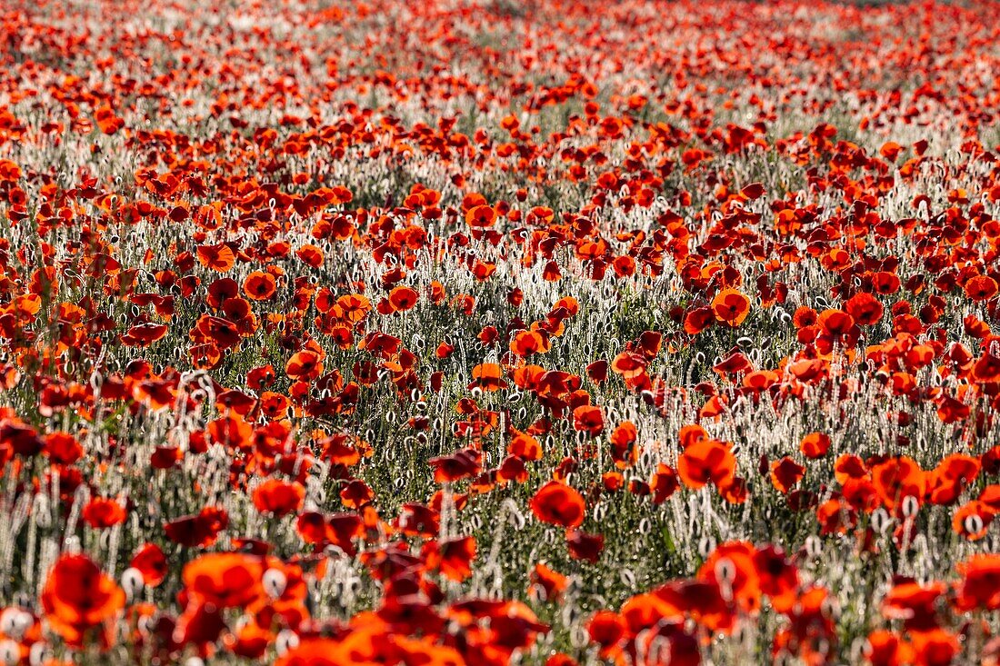 France, Somme, Baie de Somme, Saint-Valery-sur-Somme, Poppies (Papaver rhoeas)