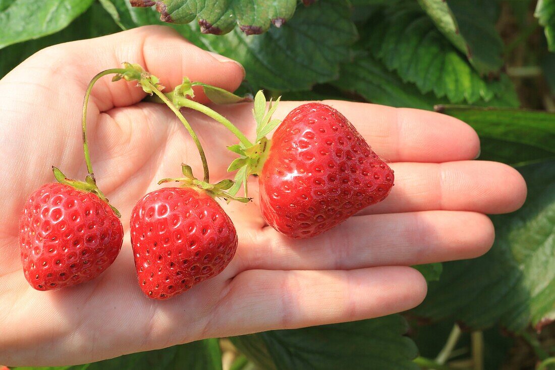 Frankreich, Pas de Calais, Samer, Ferme de Bellozanne, Ernte von Samer-Erdbeeren, die im Boden gewachsen sind