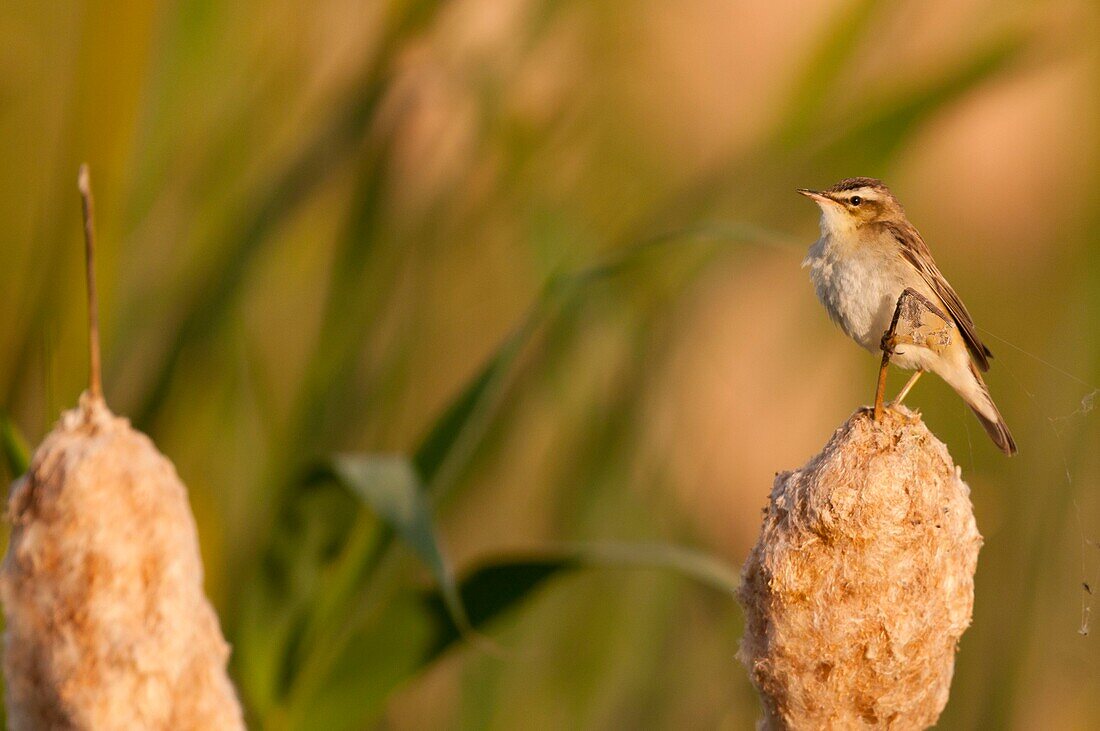 France, Somme, Baie de Somme, Le Crotoy, Crotoy marsh, Sedge Warbler (Acrocephalus schoenobaenus) in Baie de Somme perched on a reed in the reed bed