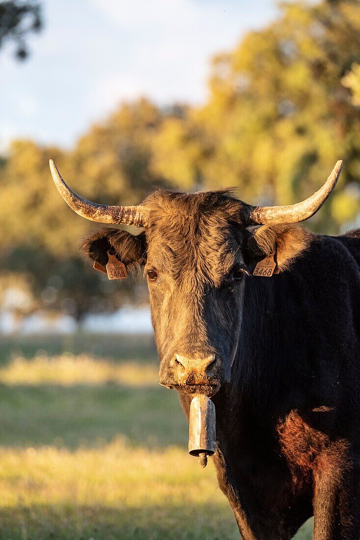 Spain, Extremadura, near the Monfragüe national park, cow