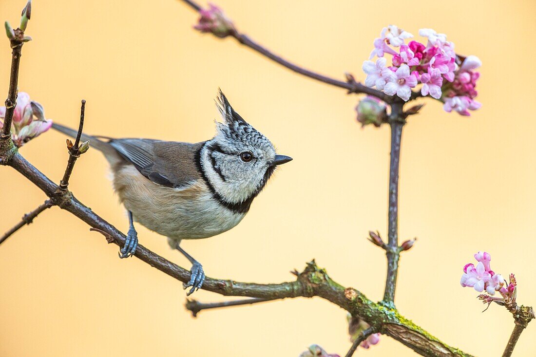 France, Somme, Crécy-en-Ponthieu, European Crested Tit (Lophophanes cristatus)