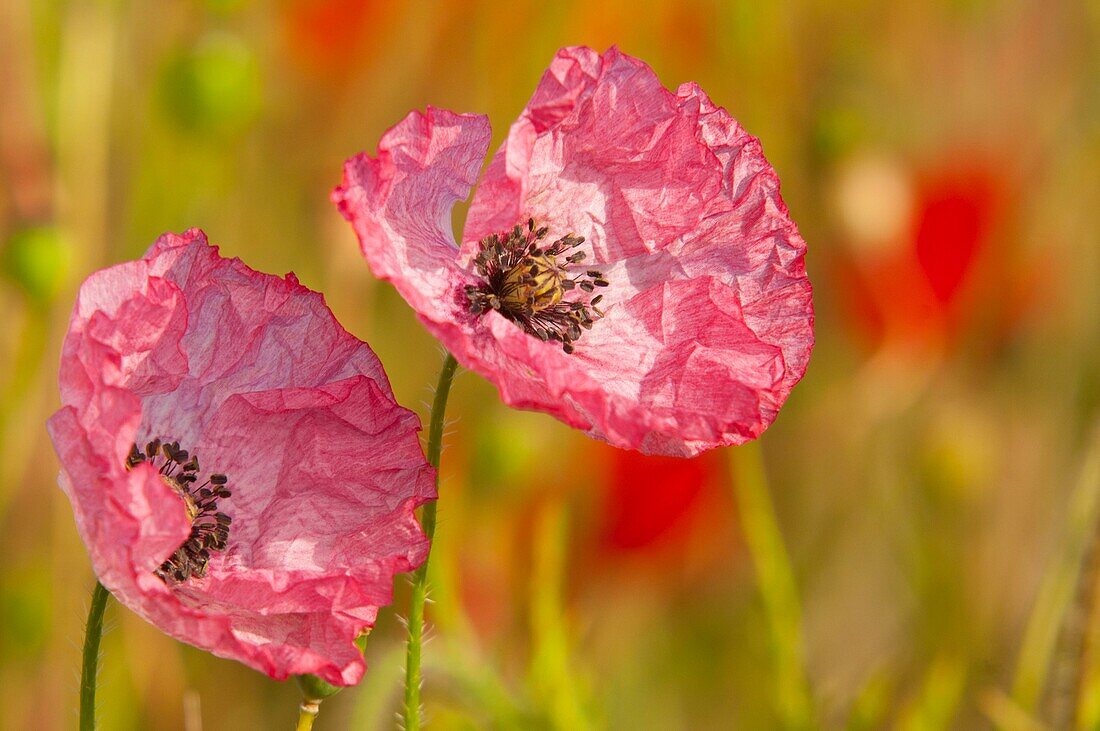 Frankreich, Somme, Baie de Somme, Saint-Valery-sur-Somme, Mohnblumen (Papaver rhoeas)