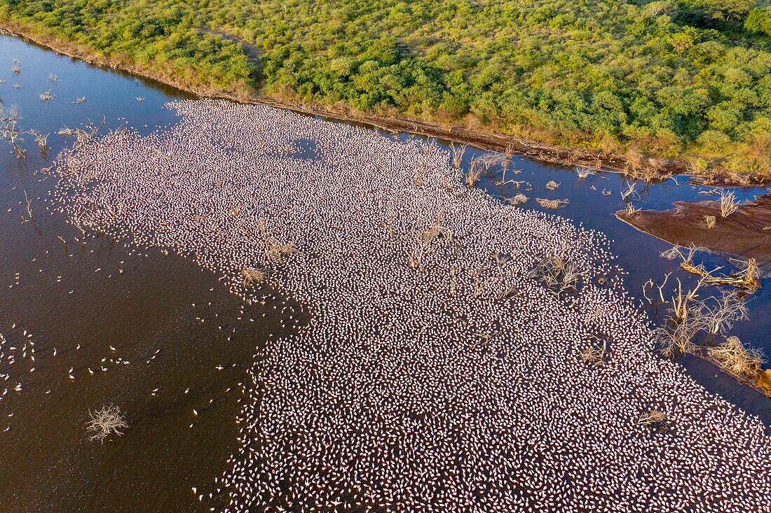 Kenya, lake Bogoria, lesser flamingo (Phoeniconaias minor) (aerial view)