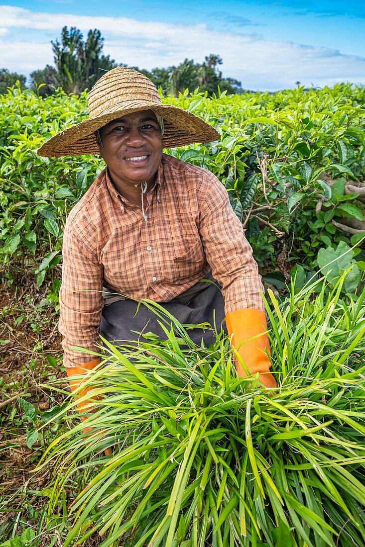 Mauritius, Bezirk Savanne, Grand Bois, Domaine de Bois Chéri, der größte Teeproduzent auf Mauritius, Frauen bei der Arbeit in den Teeplantagen