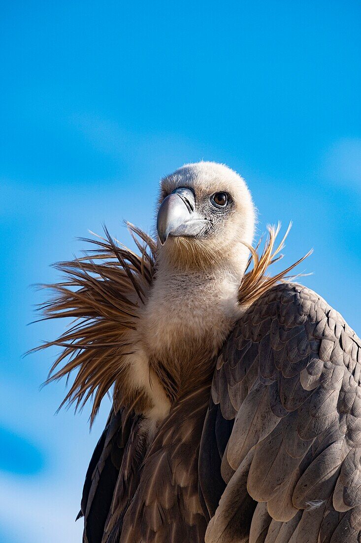 France, griffon vulture (Gyps fulvus), Bioparc of Doué La Fontaine