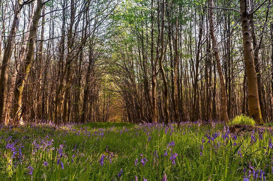 Frankreich, Somme, Crécy-en-Ponthieu, Wald von Crécy, Ausmaß der wilden Jacynthes (Maiglöckchen) im Wald