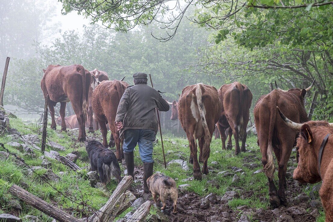 France, Puy de Dome, Chastreix, Remi Fargeix and his Salers cows, Parc Naturel Regional des Volcans d'Auvergne (Regional Nature Park of Auvergne Volcanoes), Massif du Sancy, Natural Reserve of Vallee de la Fontaine Salee