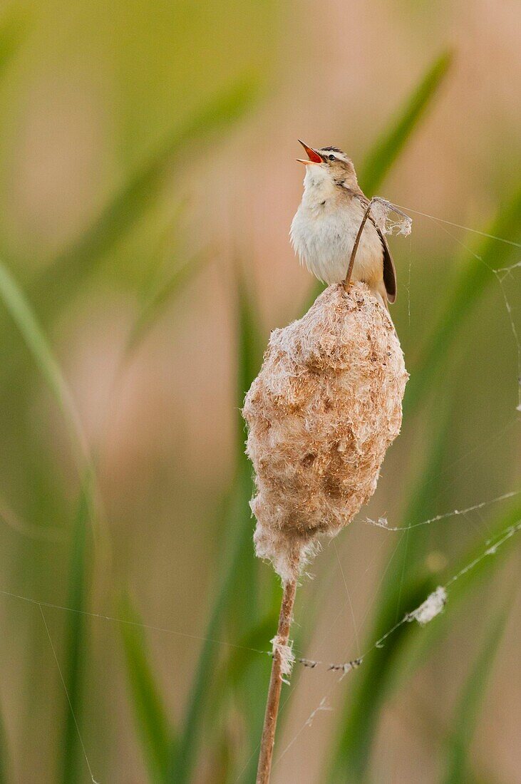 France, Somme, Baie de Somme, Le Crotoy, Crotoy marsh, Sedge Warbler (Acrocephalus schoenobaenus) in Baie de Somme perched on a reed in the reed bed